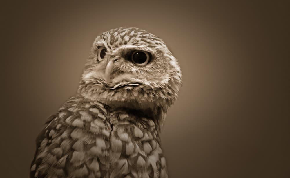 Watchful Owl Stare by Zina Heg — canvas wall art