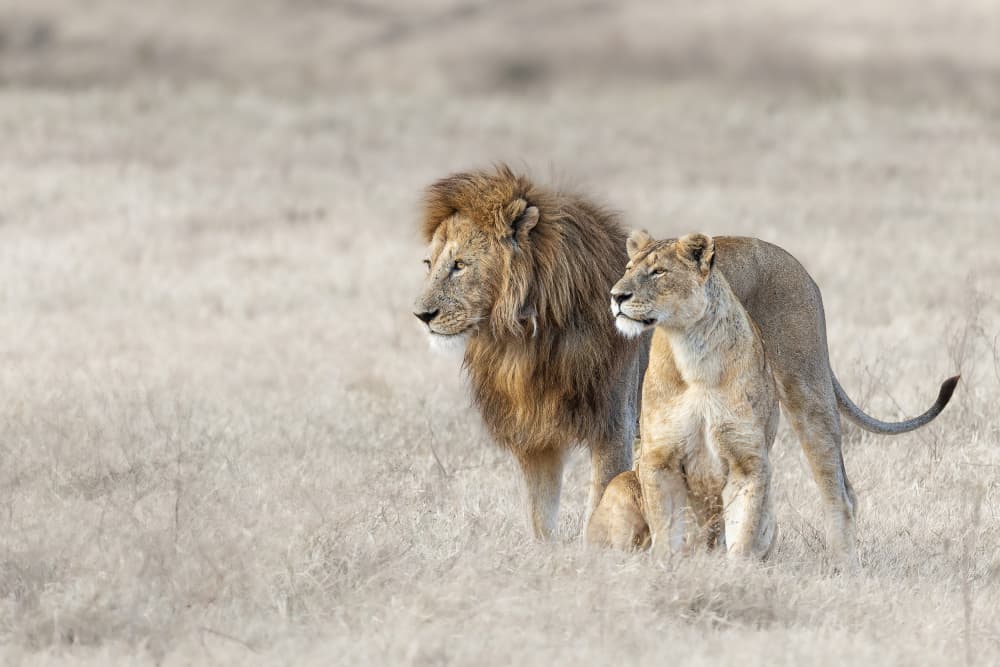African Lion Couple by Ali Khataw — canvas wall art