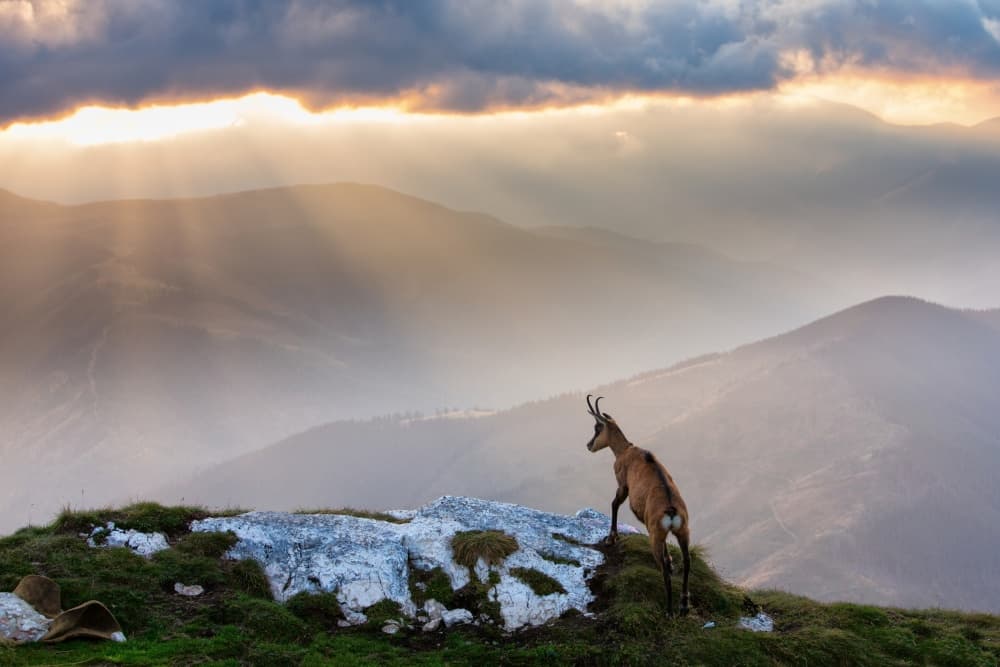 Chamois in Golden Light by Dan Mirica — canvas wall art
