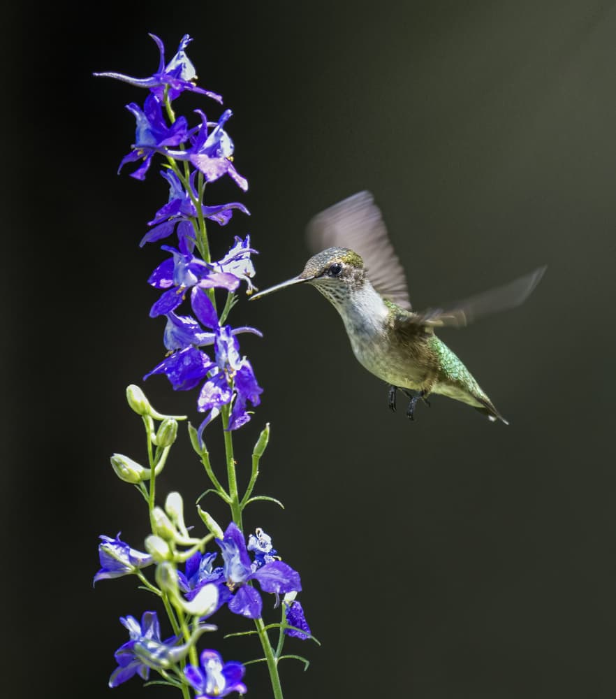 Hummingbird Nectar Flight by Hannah & Wei — canvas wall art