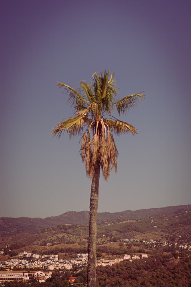 Retro Palm City View by Aimee Giles — canvas wall art