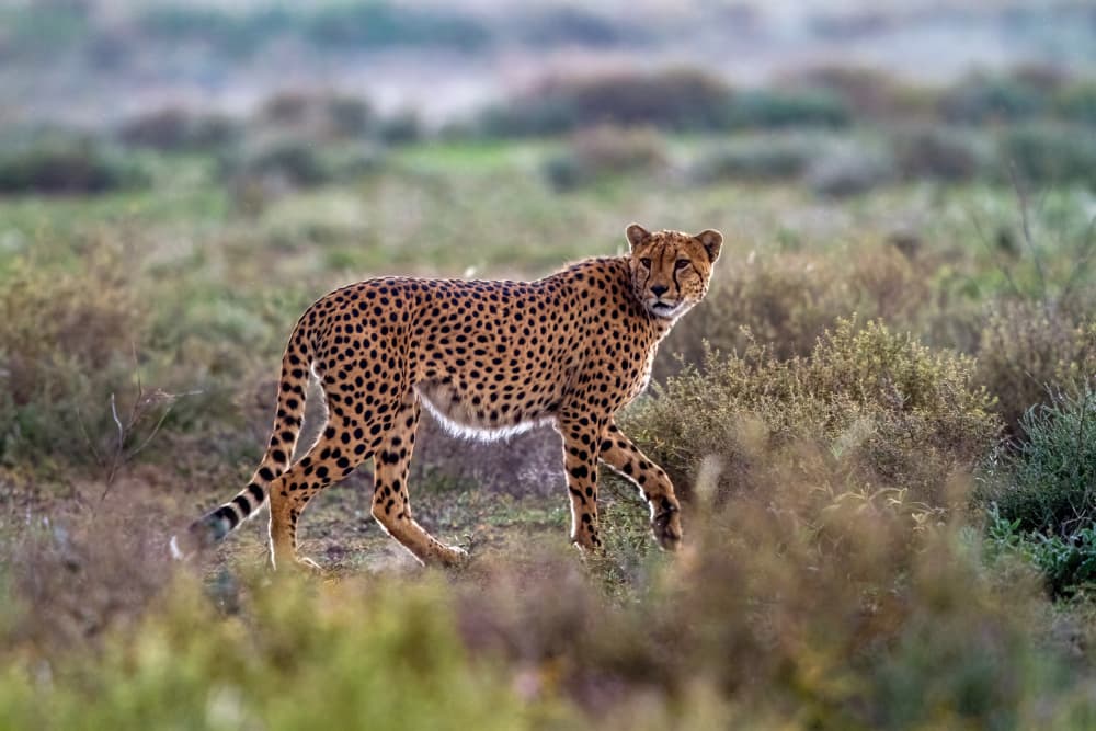 Graceful African Cheetah by Alessandro Catta — canvas wall art