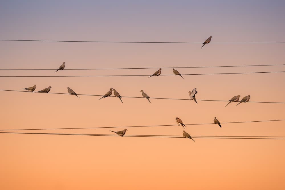 Peaceful Doves Golden Hour by John Fan — canvas wall art