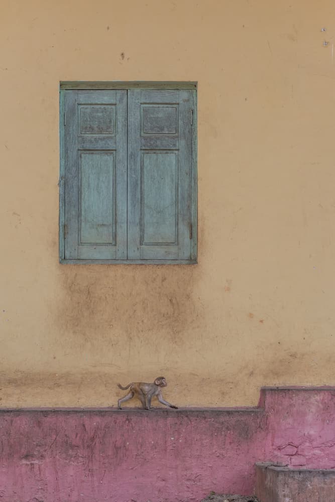 Monkey on Pink Wall by Patrick Dessureault — canvas wall art