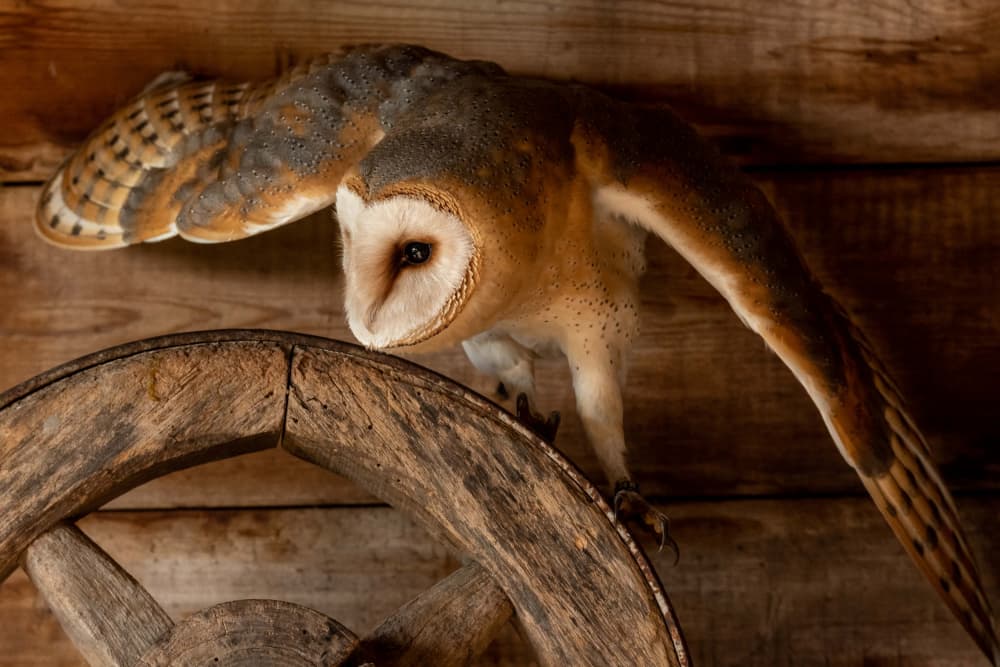 Rustic Barn Owl by Caroline Wirtz — canvas wall art