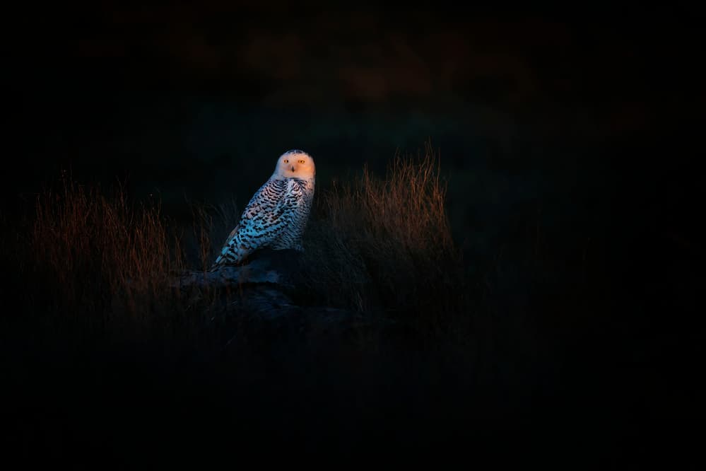 Snowy Owl at Dusk by Phillip Chang — canvas wall art