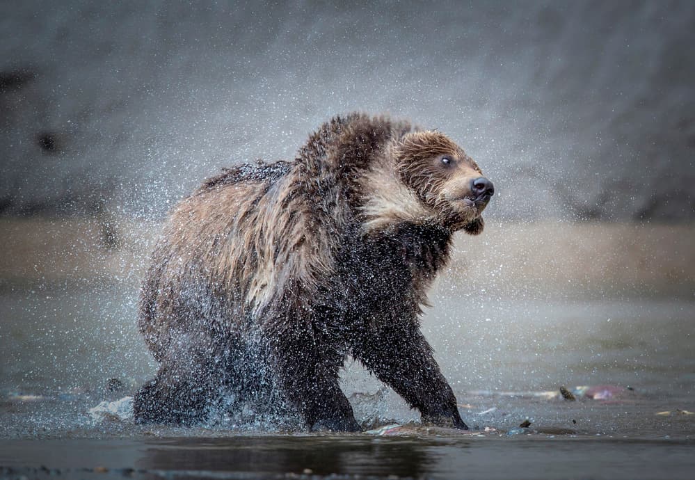 Grizzly Bear Shakes Water by Roshkumar — canvas wall art