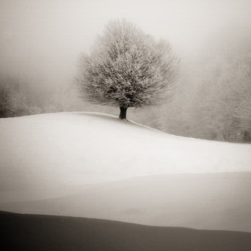 Solitary Winter Tree by S.C. — canvas wall art