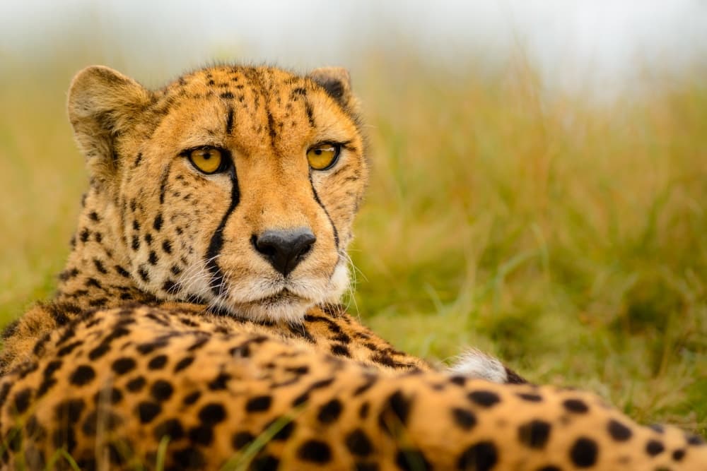 Majestic Cheetah Portrait by Richard Guijt — canvas wall art