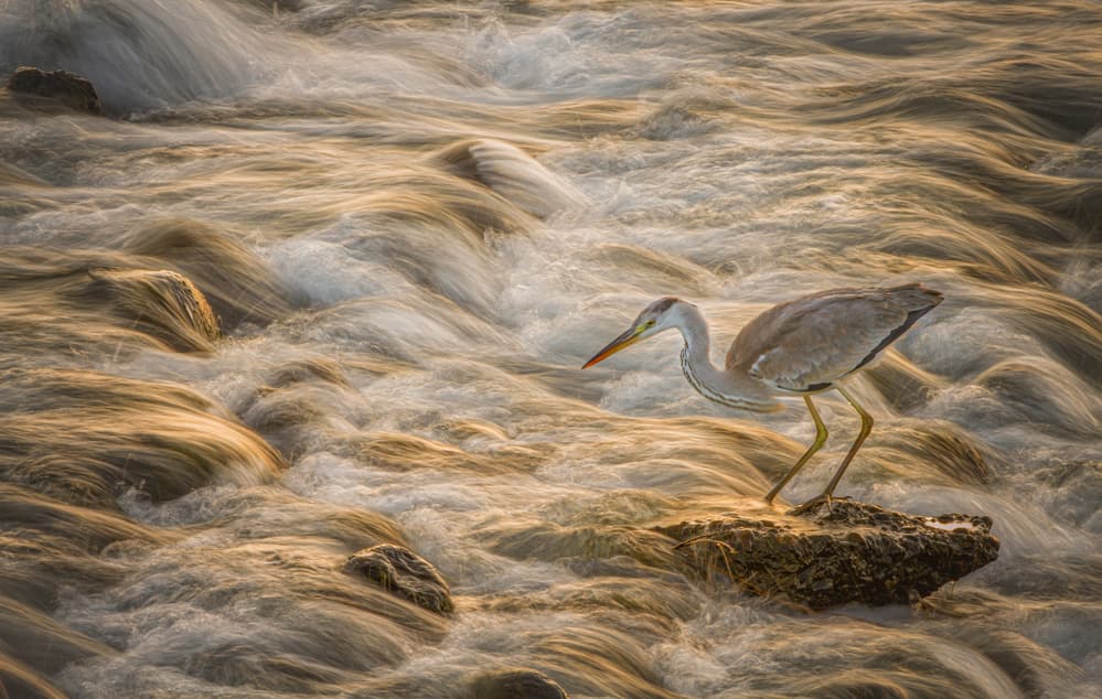 Graceful Heron in Golden Water by Takafumi Yamashita — canvas wall art