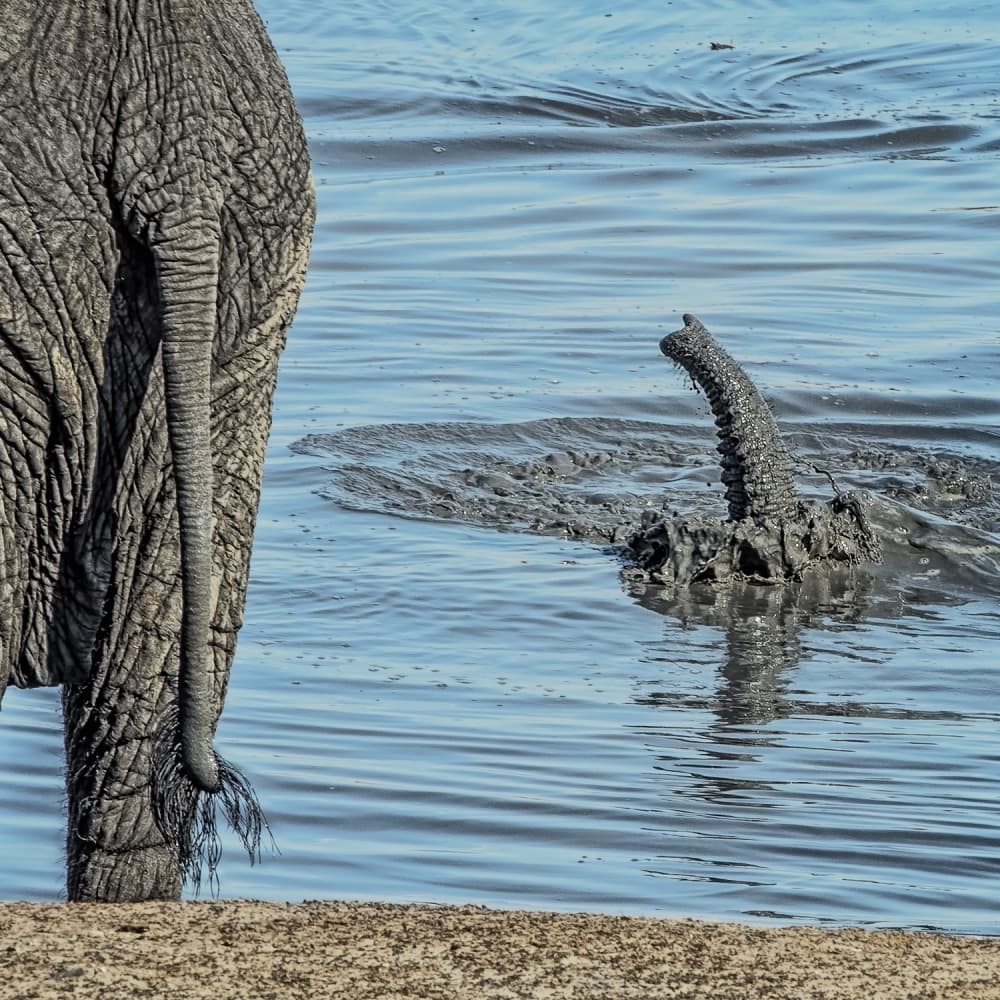 Elephant Mud Bath by Piet Flour — canvas wall art