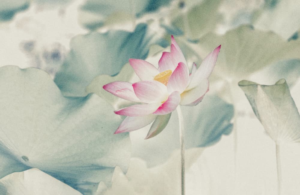 Soft Pink Lotus by Yanny Liu — canvas wall art