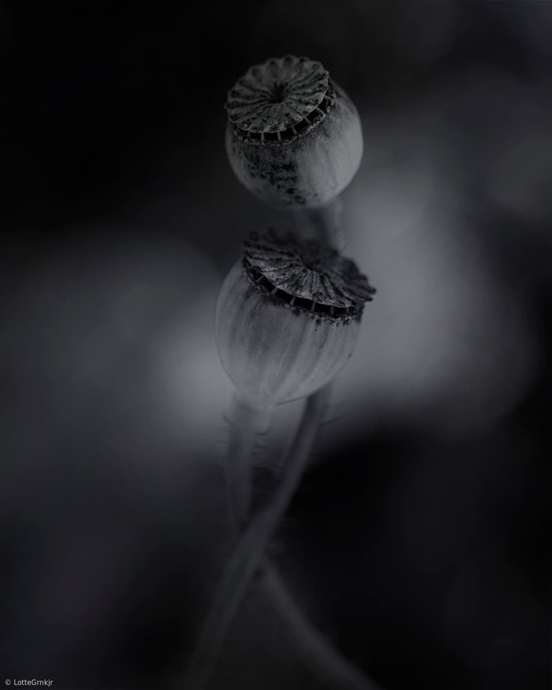 Minimal Poppy Pods by Lotte Grønkjær — canvas wall art