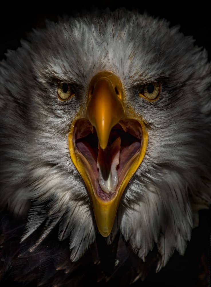 Screaming Bald Eagle by Chris Coenders — canvas wall art