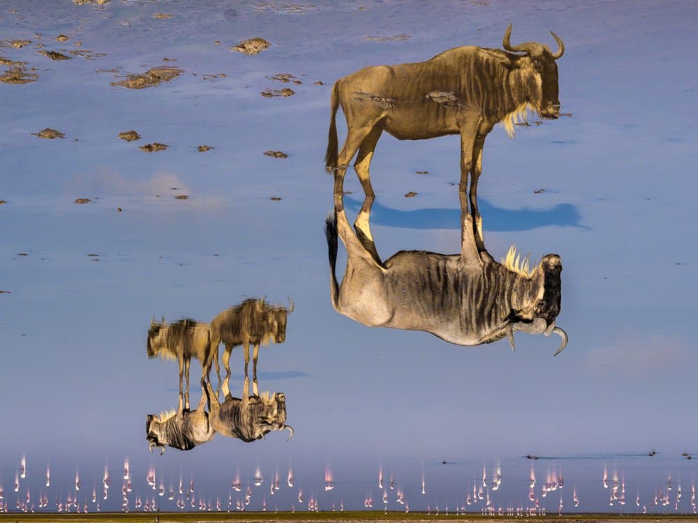 Wildebeest Water Mirror by Gorazd Golob — canvas wall art