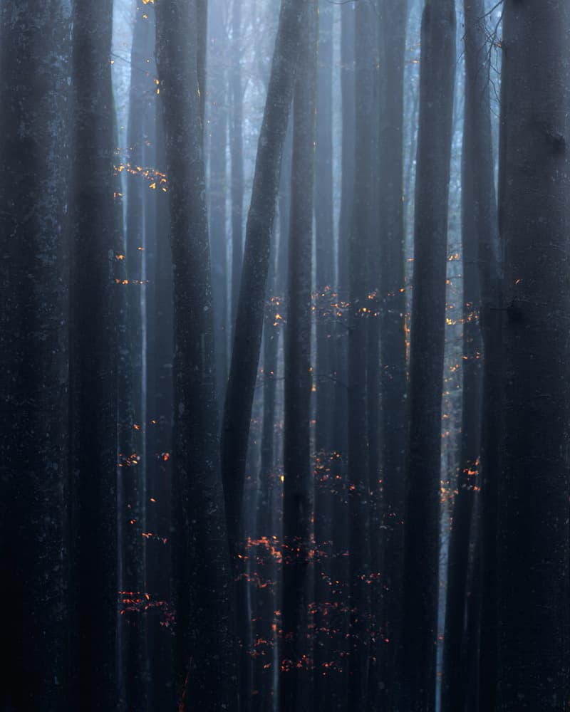 Misty Forest Gold by Majid Behzad — canvas wall art