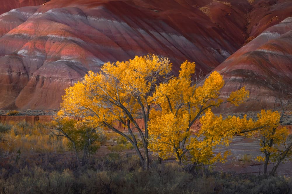 Painted Desert Golden Trees by Ruiqing P. — canvas wall art