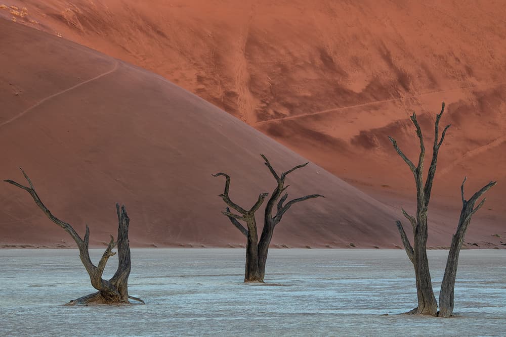 Ancient Desert Trees by Luigi Ruoppolo — canvas wall art