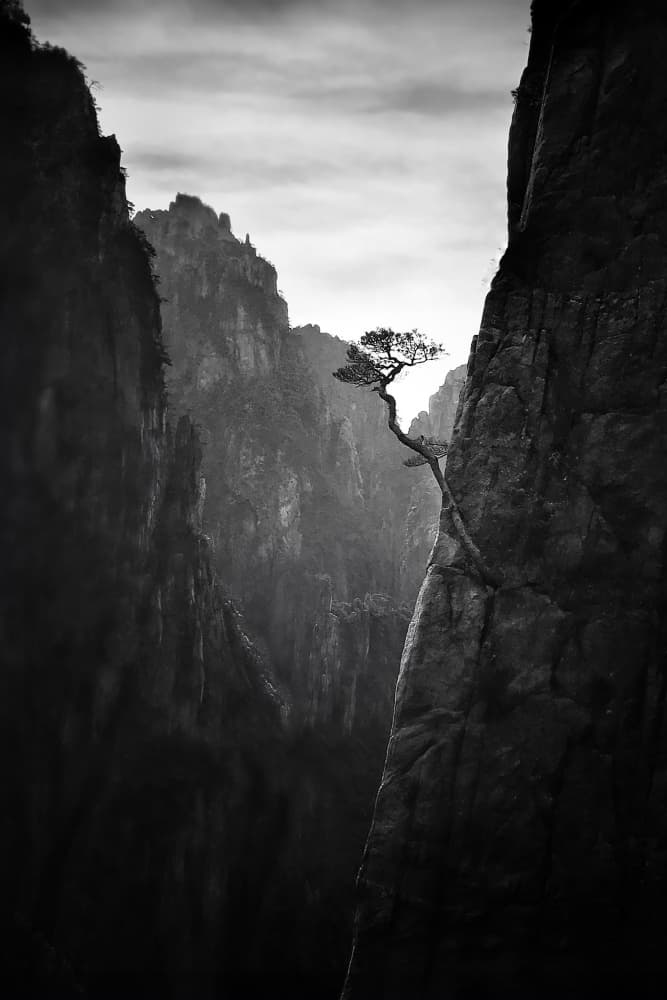 Resilient Mountain Tree by Yun Gong — canvas wall art