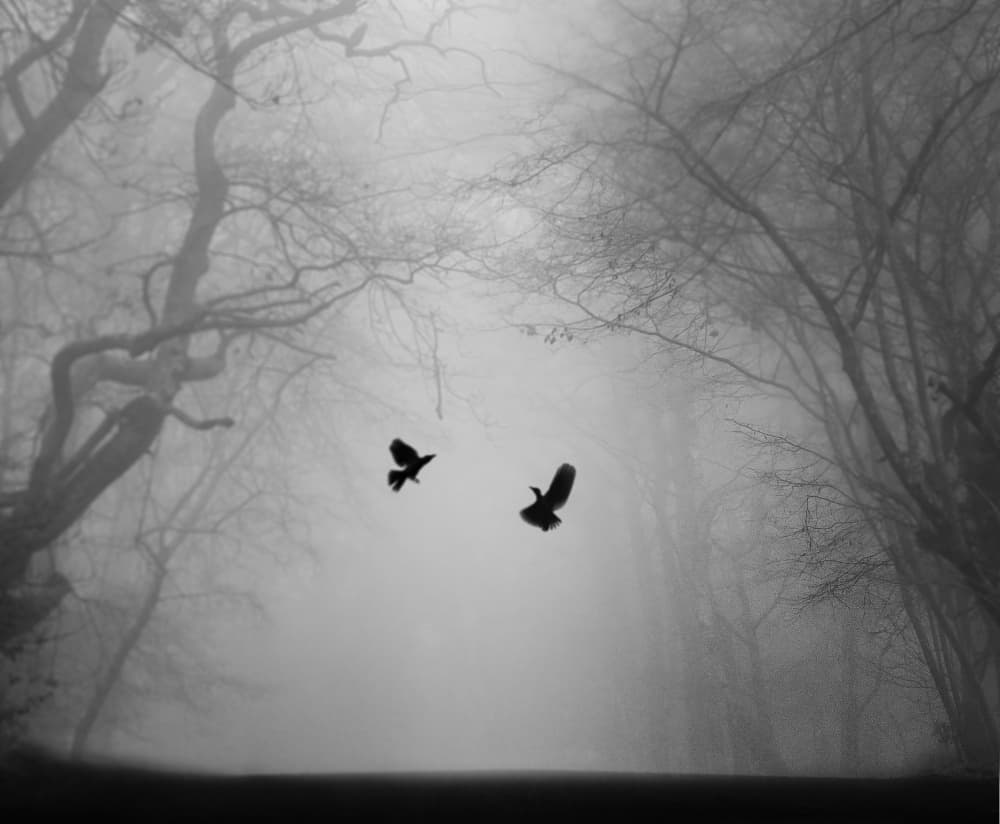 Birds in Foggy Forest by Martin Wong — canvas wall art