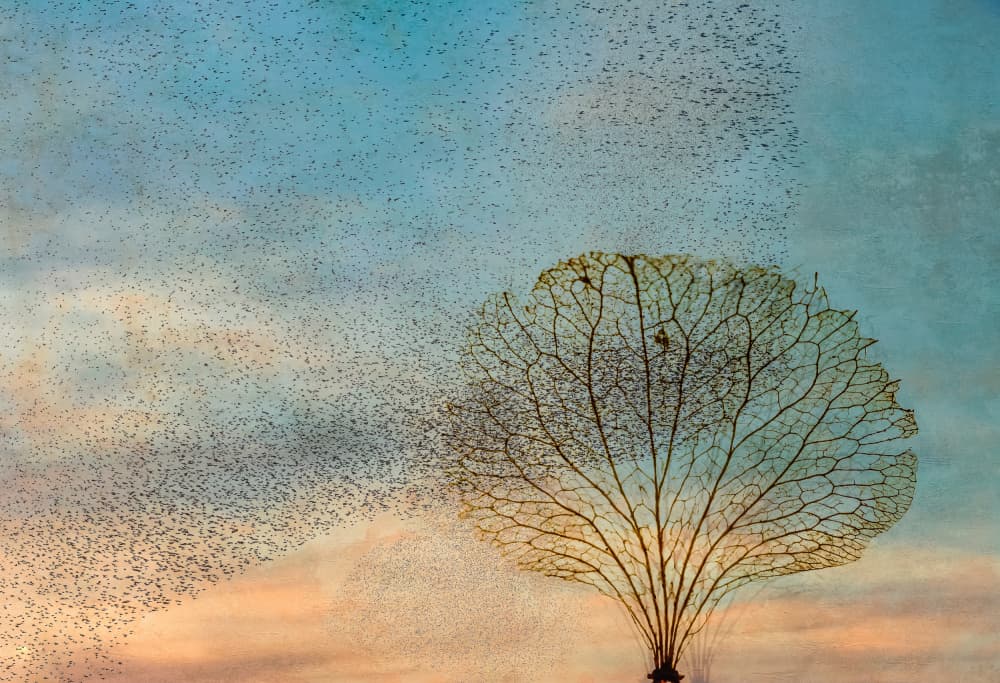 Skeletal Tree Murmuration by Hilda van der Lee — canvas wall art
