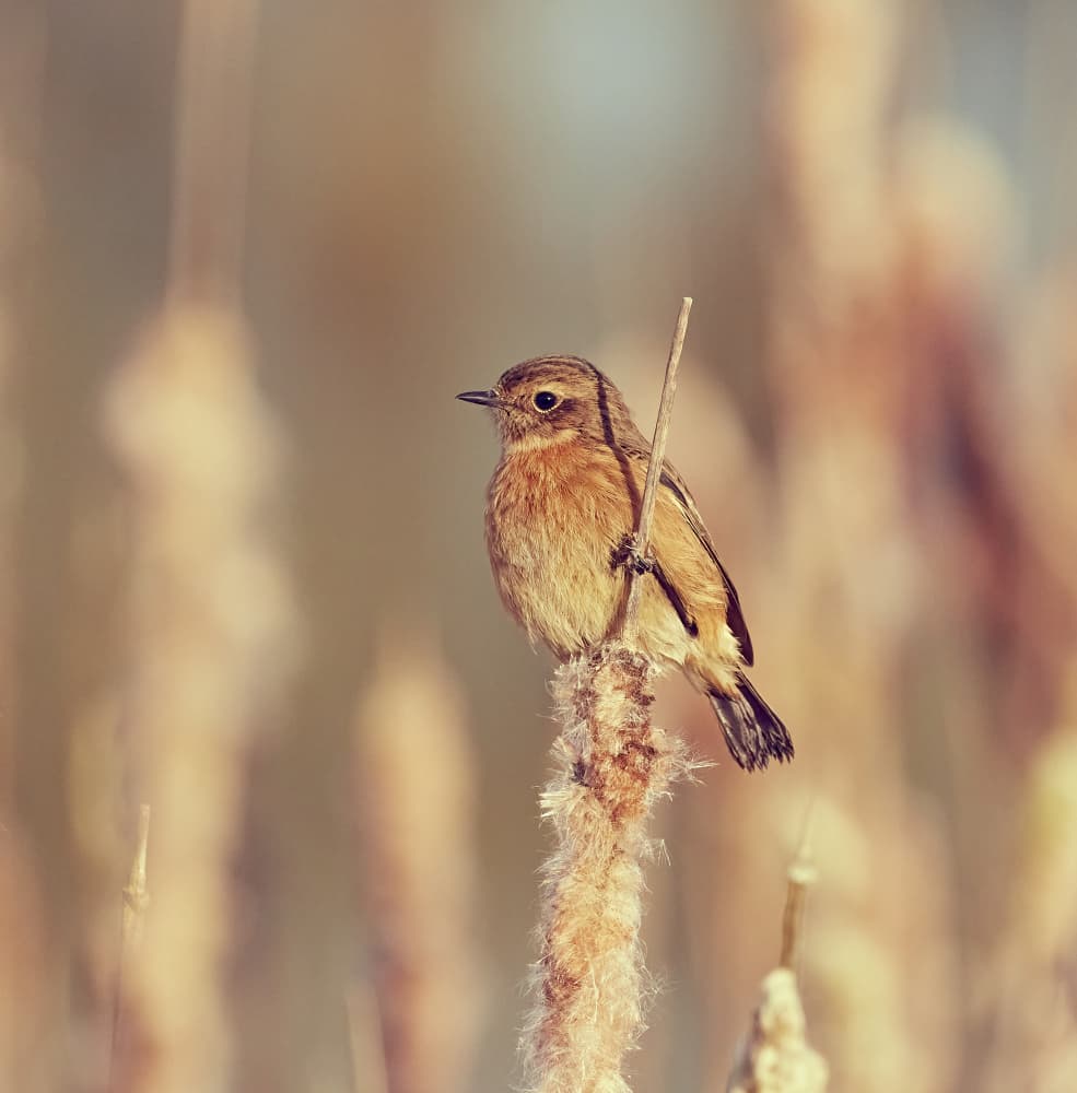 Golden Hour Perch Bird by Stuart Williams — canvas wall art