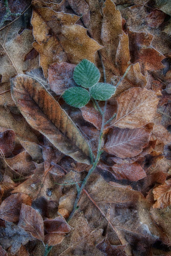 Frosted Green Leaves by Daan de Vos — canvas wall art