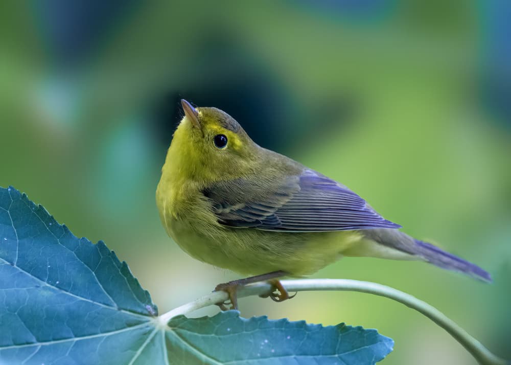 Little Olive Bird by Robert Zhang — canvas wall art