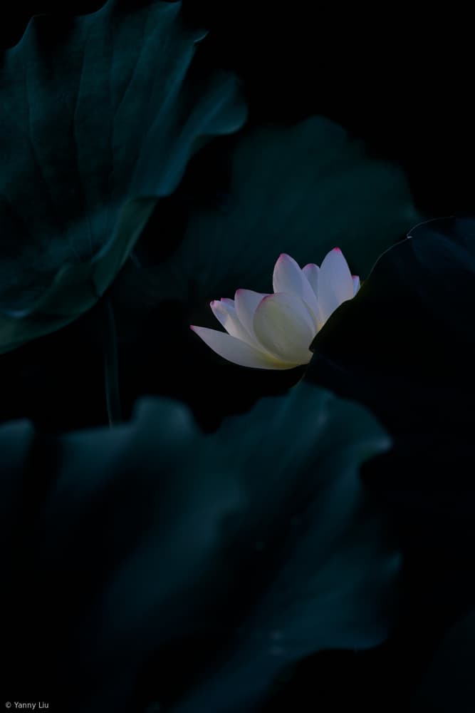 White Lotus Bloom by Yanny Liu — canvas wall art