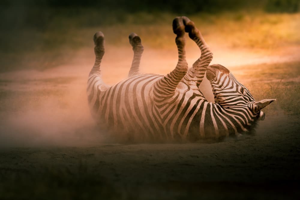 Zebra Dust Bath by Ali Khataw — canvas wall art