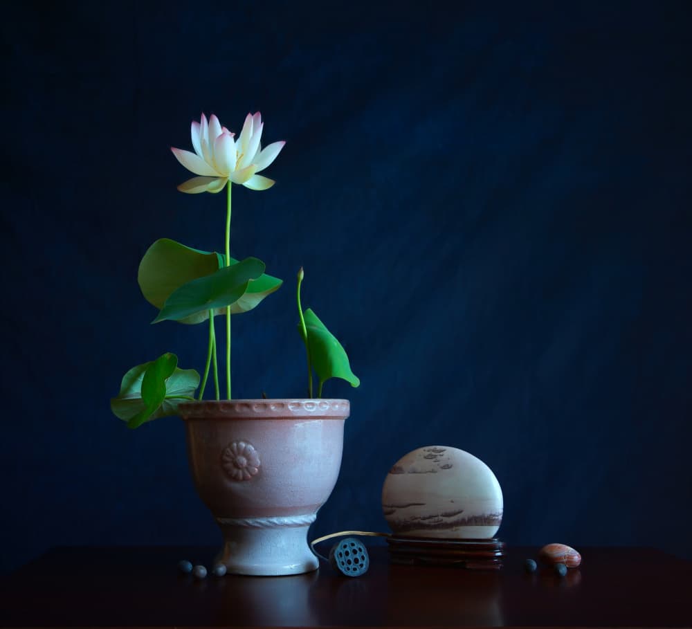 Zen Lotus Still Life by Fangping Zhou — canvas wall art