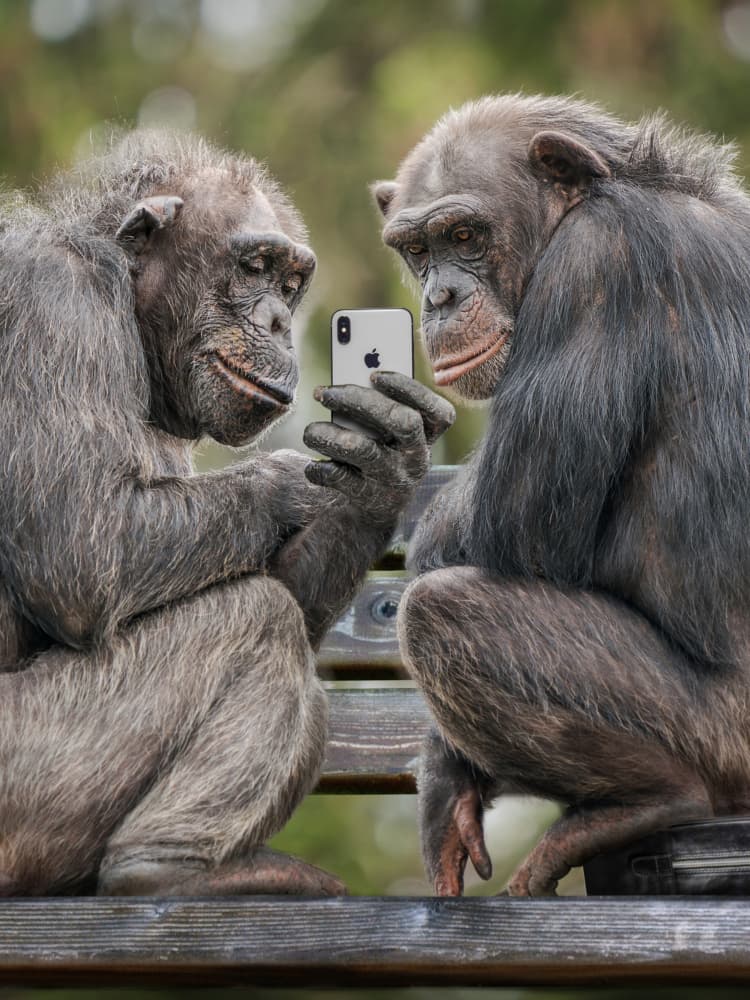 Curious Chimps And Phone by Marcel Egger — canvas wall art