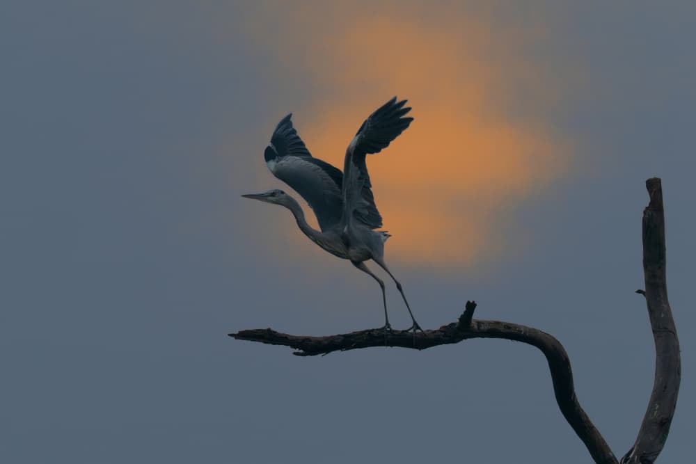 Graceful Heron Sunset Sky by Rajat Dhesi — canvas wall art