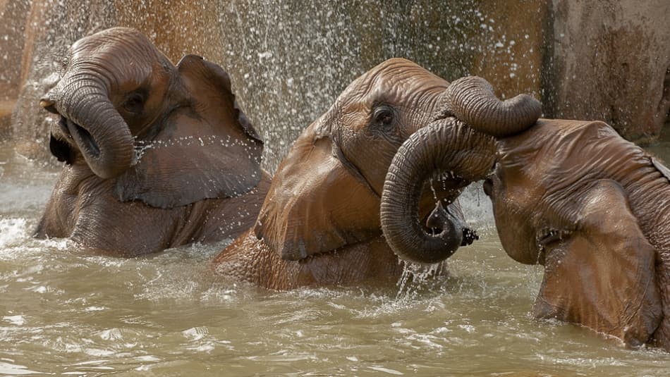Elephant Family Water Play by Marc Pelissier — canvas wall art