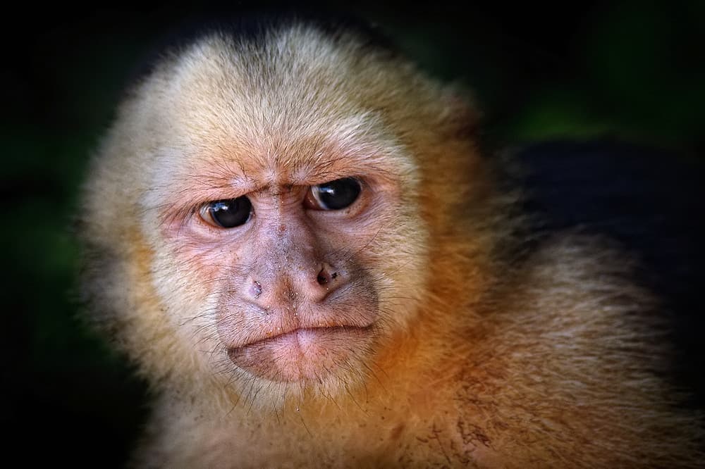 Curious Capuchin Gaze by Jimmy Hoffman — canvas wall art