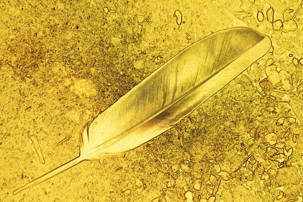 Golden Feather Ground by Santhosh ch — canvas wall art