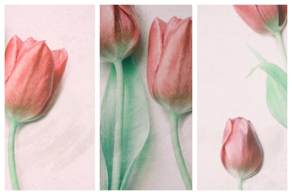 Soft Pink Tulips by Delphine Devos — canvas wall art