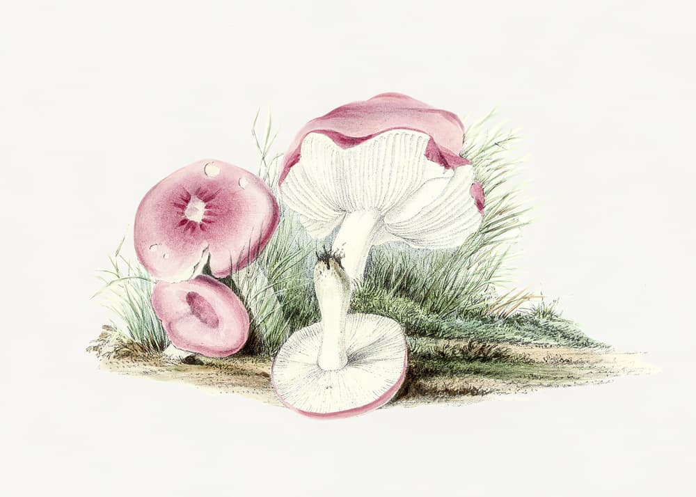 Vintage Russula Emetica Mushroom by Biodiversity Heritage Library — canvas wall art