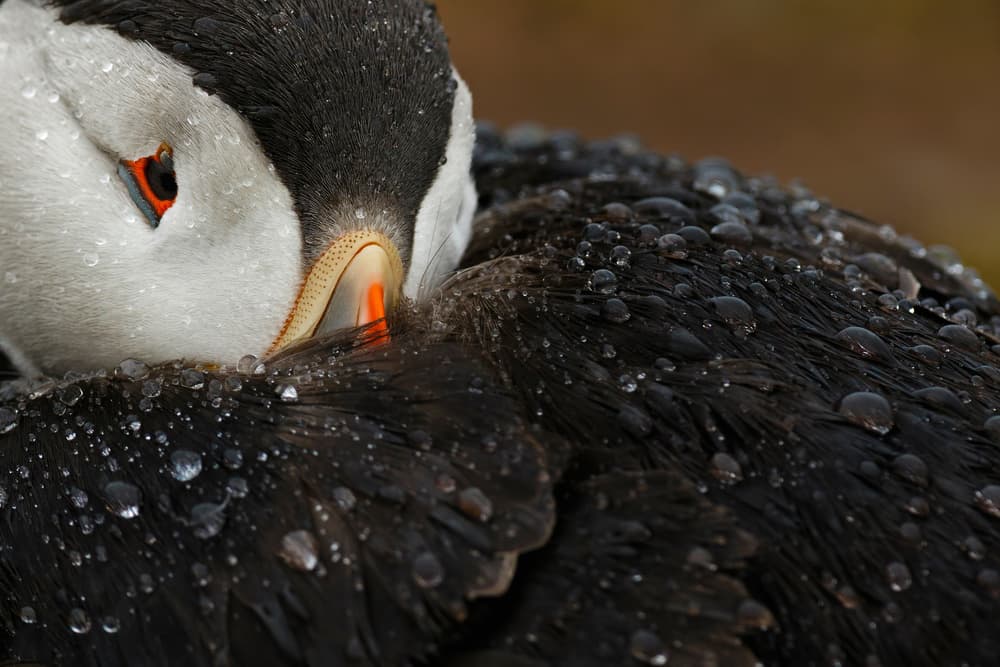 Atlantic Puffin Raindrops by Mario Suárez — canvas wall art