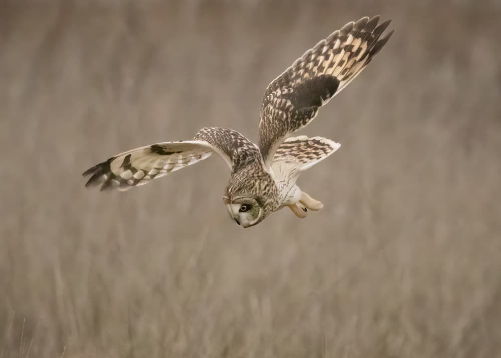 Flying Short-Eared Owl by Tony Xu — canvas wall art