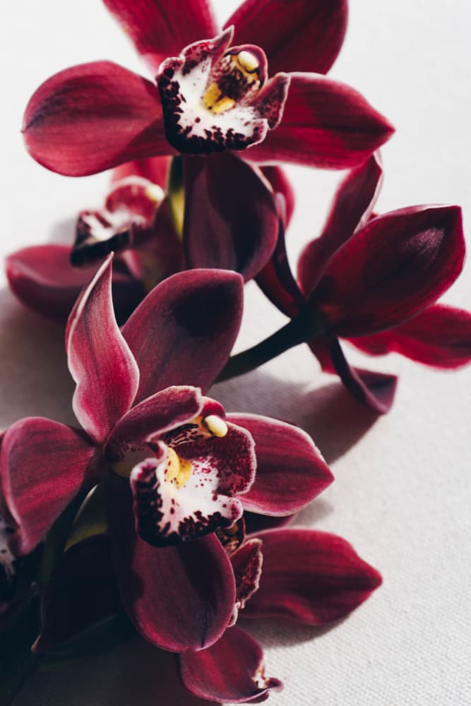 Red Orchids with Delicate Petals by uplusmestudio — canvas wall art