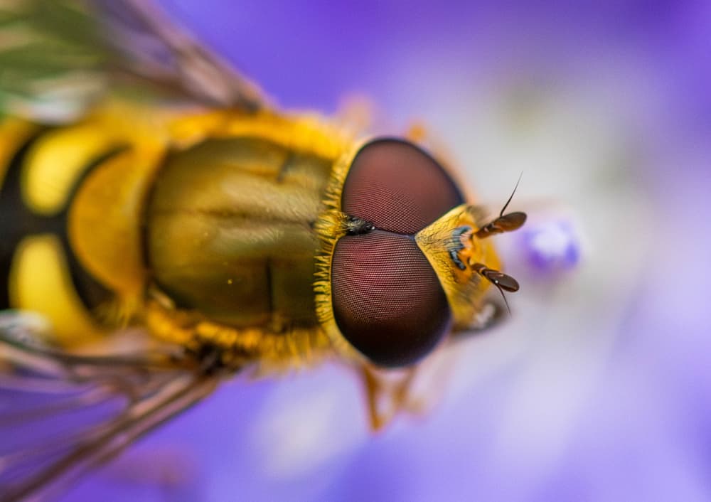 Vibrant Hoverfly Macro by Danny Mendoza — canvas wall art