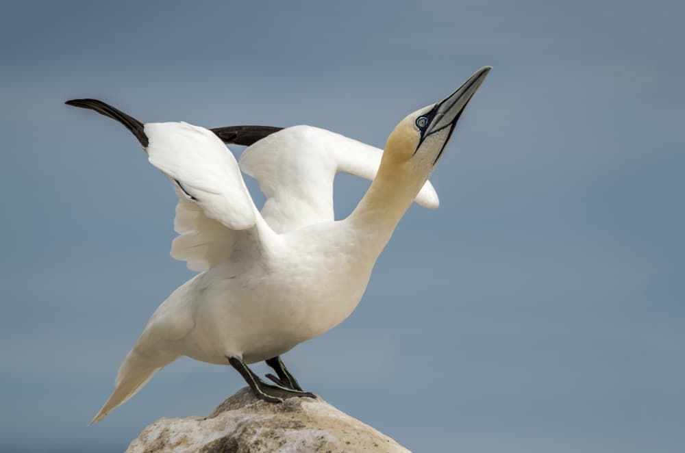 Gannet Spreading Wings by Piotr Galus — canvas wall art