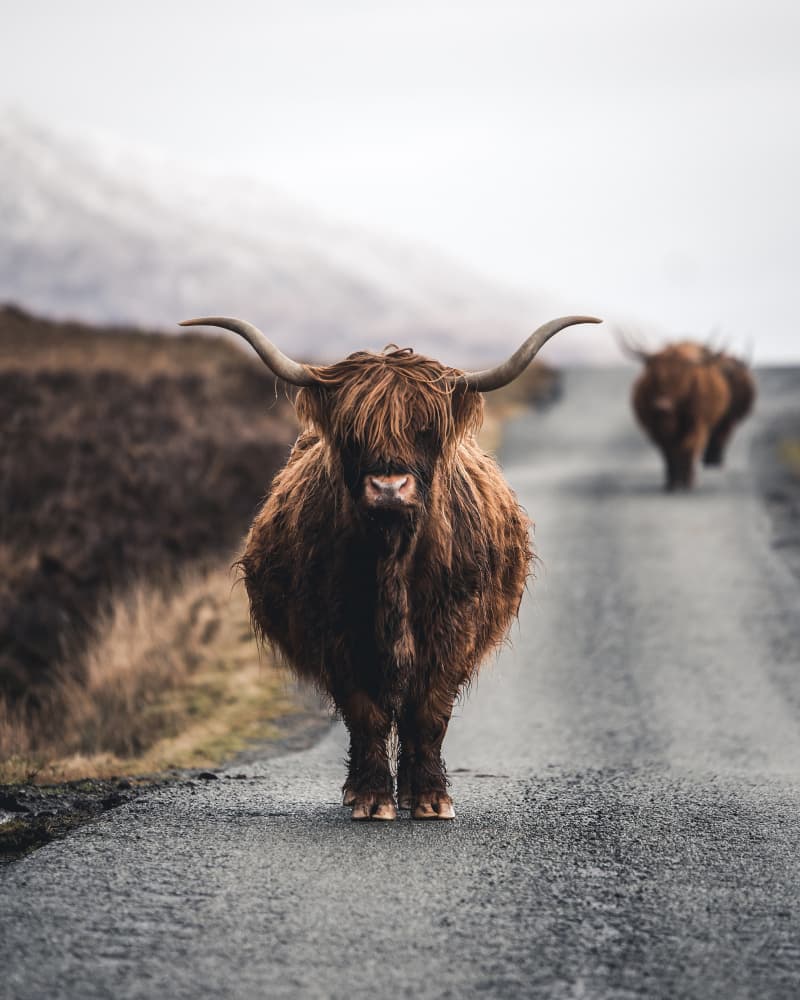 Shaggy Highland Cows by Witold Ziomek — canvas wall art