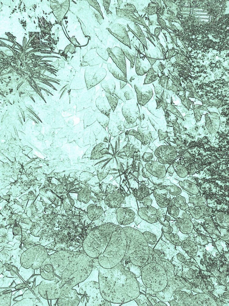 Lush Green Foliage by Santhosh ch — canvas wall art