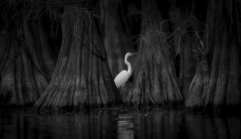 Dark Swamp Egret by Michael Zheng — canvas wall art