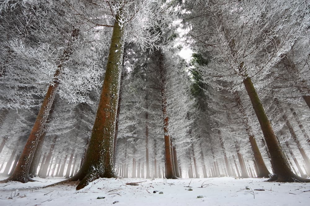 Winter Frosty Forest by Dragisa Petrovic — canvas wall art