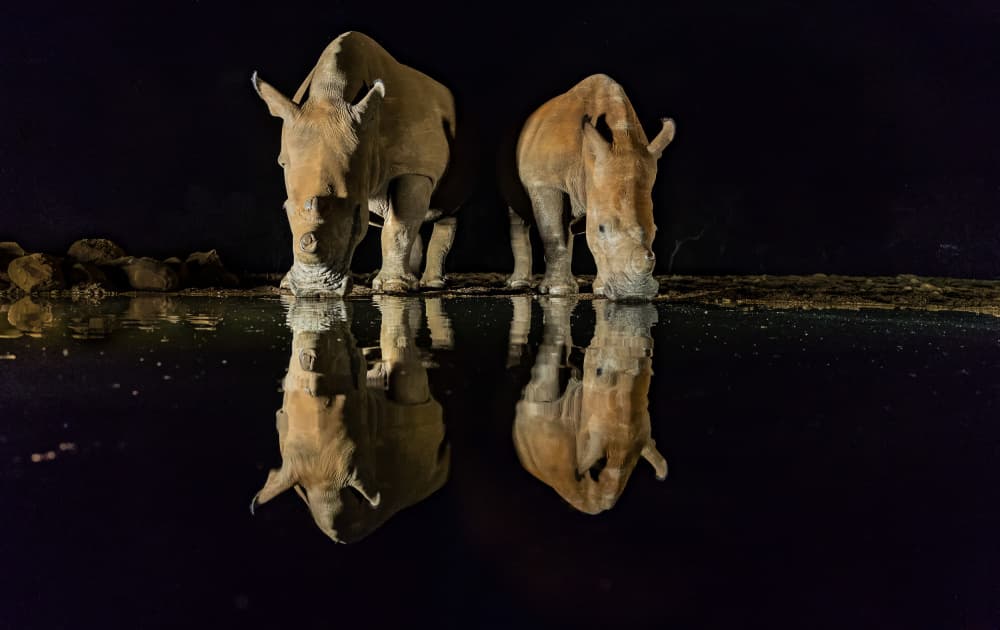 White Rhinos Night Drink by Ning Lin — canvas wall art