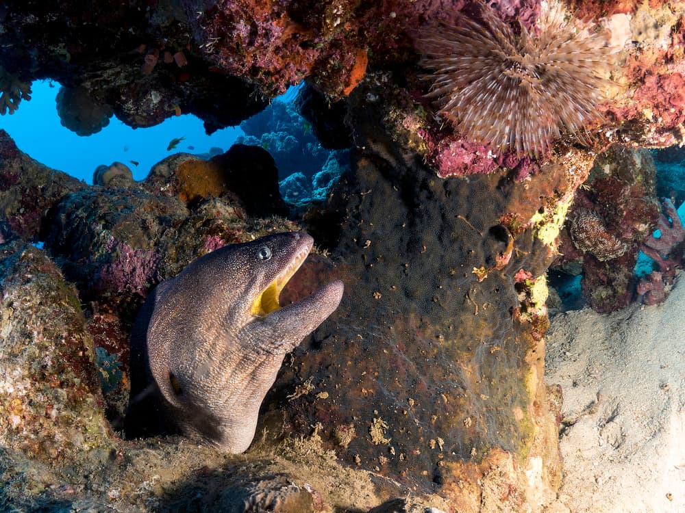 Moray Eel Coral Reef by Ilan Ben Tov — canvas wall art