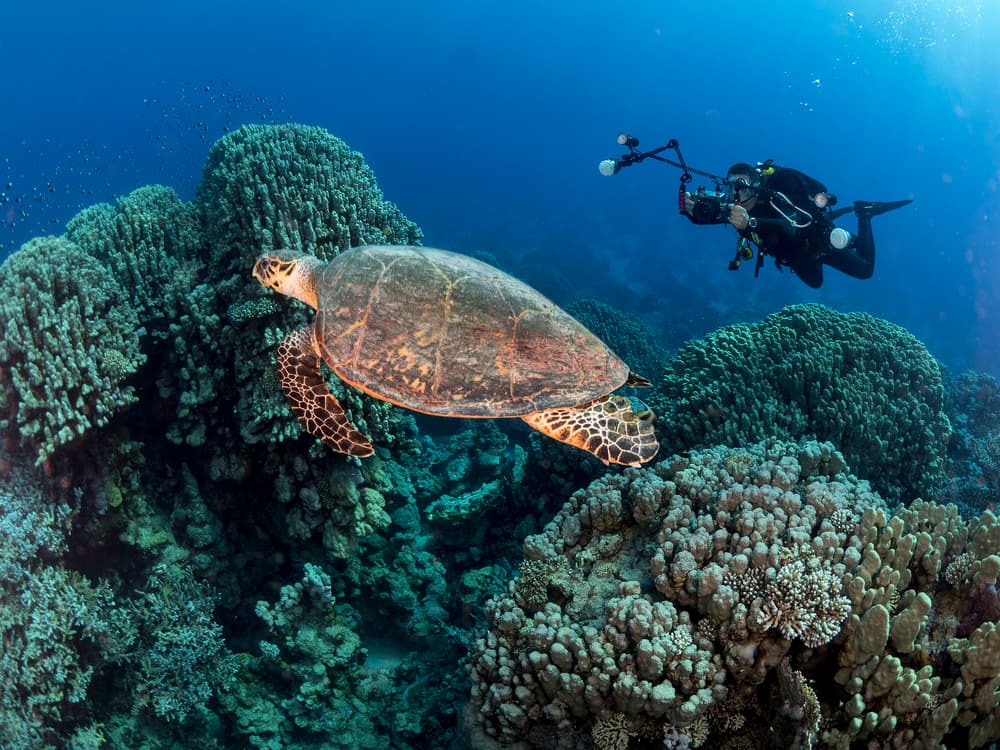 Underwater Turtle and Diver by Ilan Ben Tov — canvas wall art